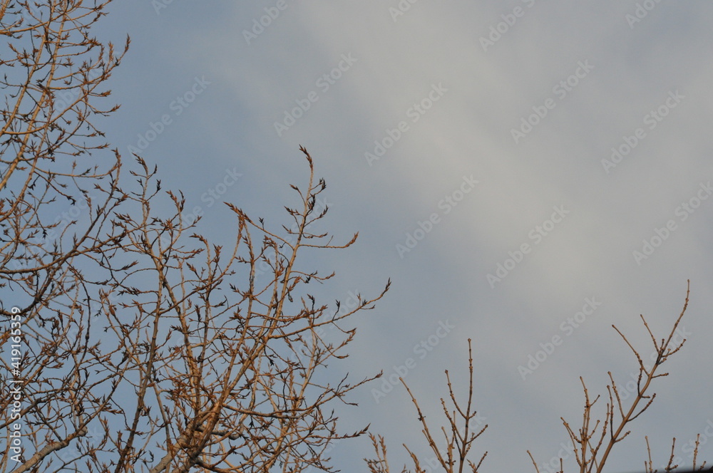 Fototapeta premium Trees in winter against the blue sky