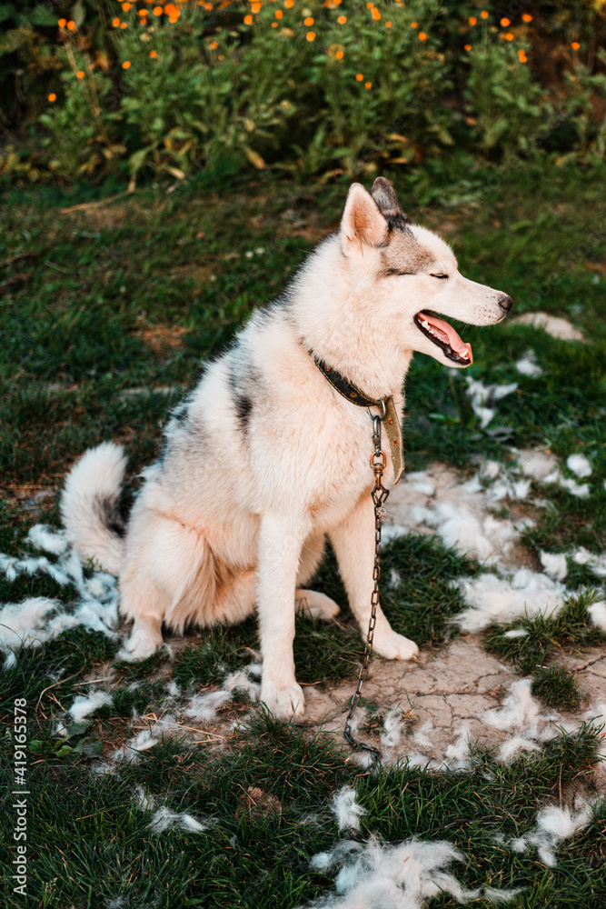 A well-groomed husky sits on the grass, it's time to shed the hair of dogs, a lot of hair around.