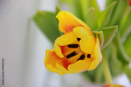 red yellow tulip