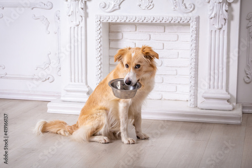 Border collie dog sitting home with empty iron bowl in his teeth on white background