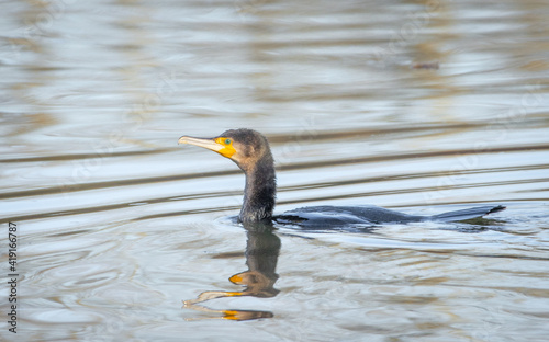 Cormorant swimming in a river. Adult cormorant showing off its beautiful green eyes, while swimming in a river.