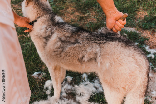 Combing a Siberian Husky, a man taking care of his dog, a dog in the yard near the enclosure.