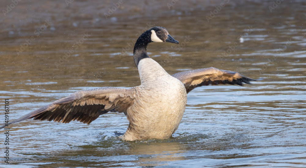 Canadian goose bathing in a river. Canadian goose bathing during spring time. The Canada goose Canadian goose bathing in a river. Canadian goose bathing during spring time. The Canada goose