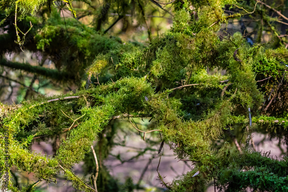 Close up of tree branches covered in luxuriant green moss and algae
