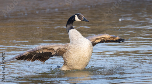 Canadian goose bathing in a river. Canadian goose bathing during spring time. The Canada goose "Branta canadensis" is a large wild goose species with a black head and neck, white cheeks and a brown bo