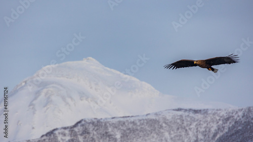 羅臼岳をバックに翔ぶオジロワシ