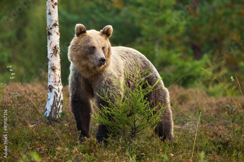 Cute brown bear, ursus arctos, standing behind a small tree in moorland and looking aside. Calm mammal with long fur hiding in forest from side view. Animal wildlife in nature from low angle.