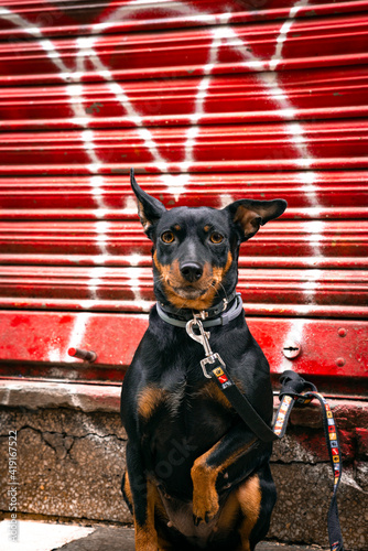 Obraz na płótnie Pinscher pequeño en la calle delante de una verja metálica pintada con un grafiti rojo