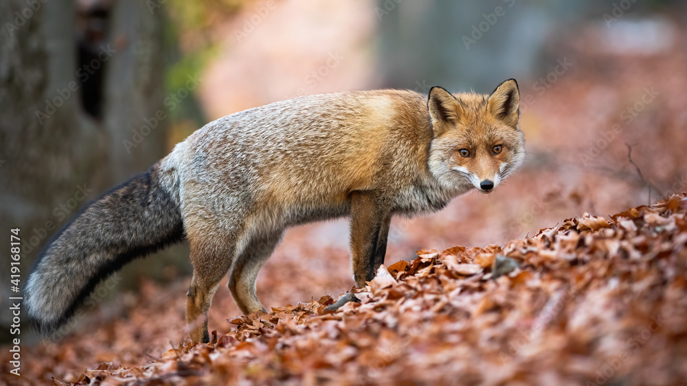Obraz premium Red fox, vulpes vulpes, looking to the camera on leaves in autumn nature. Orange predator standing in forest in fall season. Wild mammal with angry sight watching on foliage.
