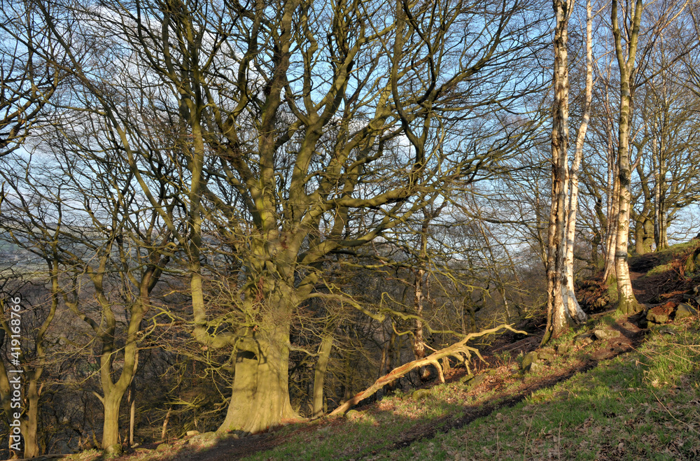 sunlit winter woodland scene with a hillside path between trees with fallen branches and moss covered rocks sunlit winter woodland scene with a hillside path between trees with fallen branches and moss covered rocks