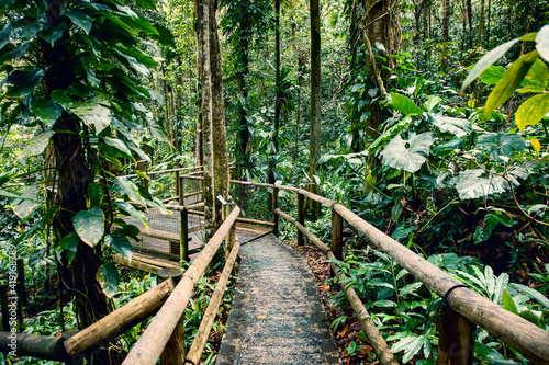 Fototapeta Naklejka Na Ścianę i Meble -  passage in the jungle deep green exotic foliage