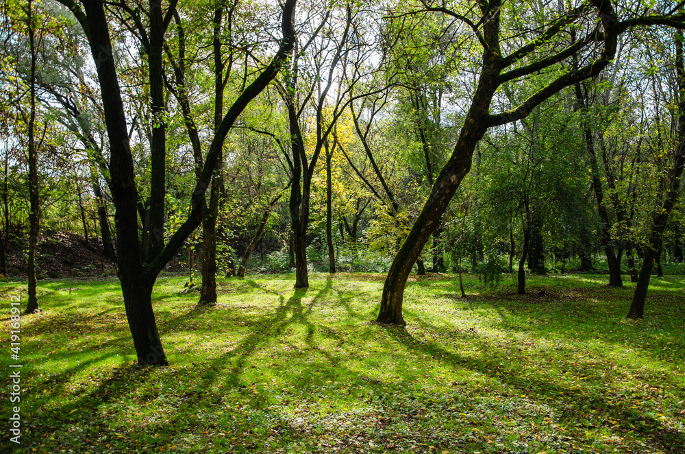 Nature background green trees in forest Nature background green trees in forest