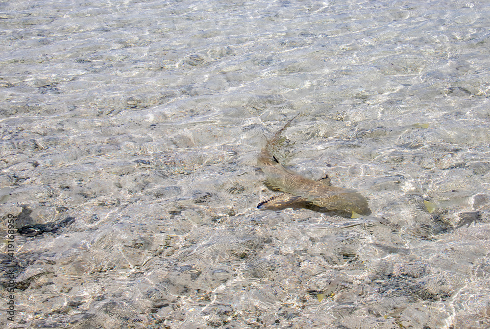 Requin de lagon à Rangiroa, Polynésie française Requin de lagon à Rangiroa, Polynésie française