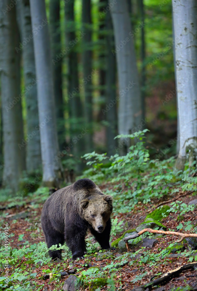 Brown bear, ursus arctos, walking in forest in summertime nature. Large mammal standing in wood wilderness in vertical view. Big predator moving in woodland. Brown bear, ursus arctos, walking in forest in summertime nature. Large mammal standing in wood wilderness in vertical view. Big predator moving in woodland.