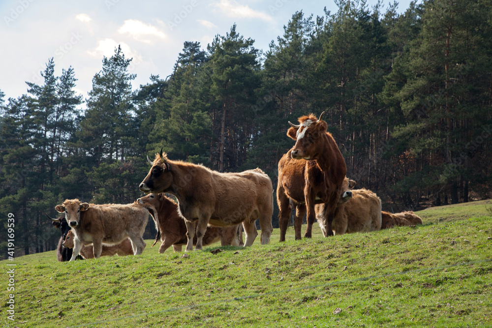 Petit troupeau de vaches curieuses dans la campagne d'Ardèche
