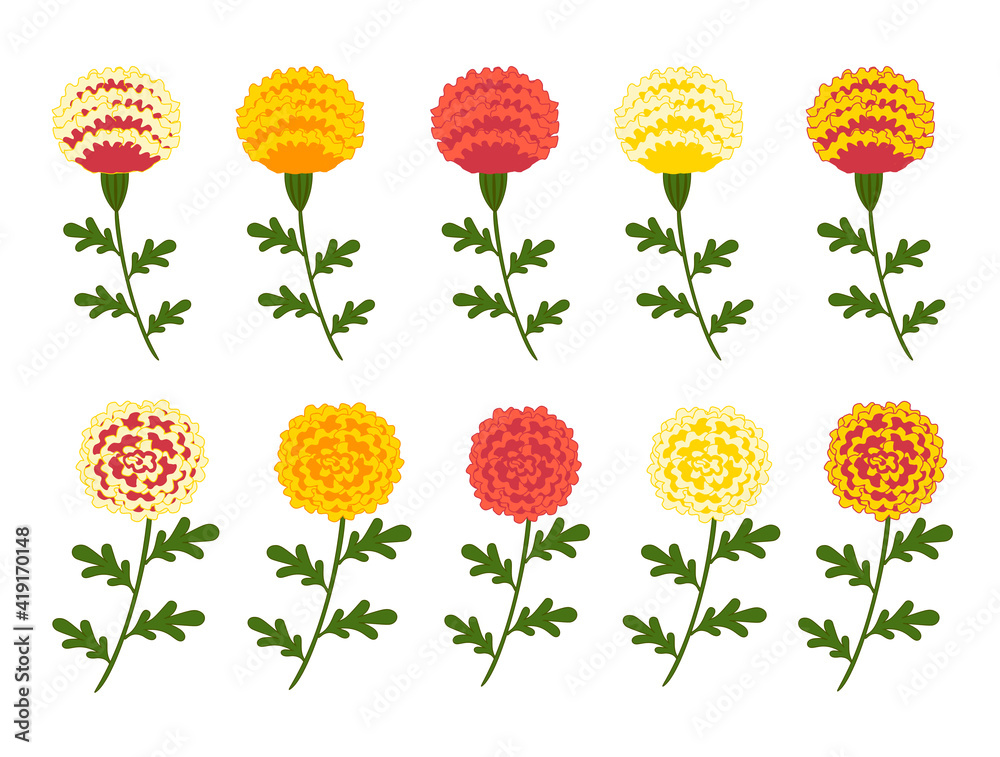 マリーゴールド イラスト Vector De Stock Adobe Stock