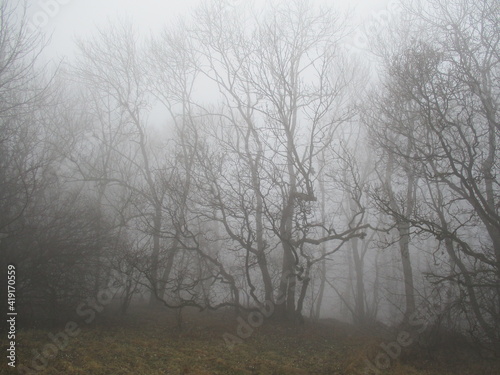 knorrige Bäume im Nebel