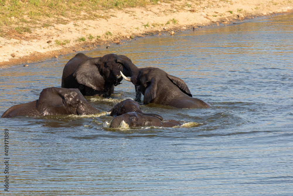 Fototapeta premium african elephants in water
