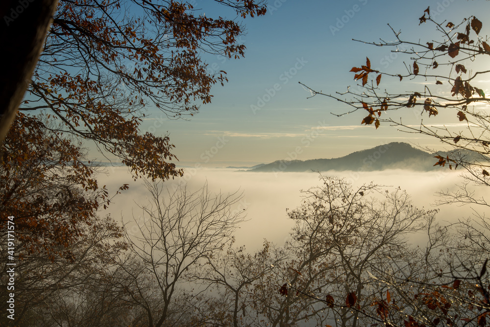 Obraz premium sunset in the forest