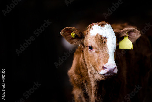 Leinwand Poster calf cow brown in a barn isolated dark background