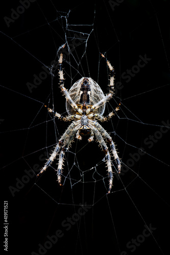 Common garden spider on web Diadem spider