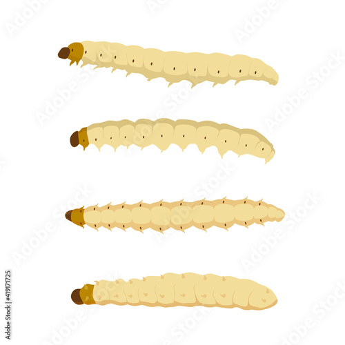 Food Insects: Bamboo worm or Bamboo Caterpillar insect deep-fried crispy for eating as food items, it is good source of protein edible for future food. Entomophagy concept.