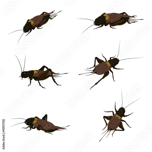 Food Insects: Crickets insect for eating as food items deep-fried, it is good source of protein edible and delicious for future. Entomophagy concept.