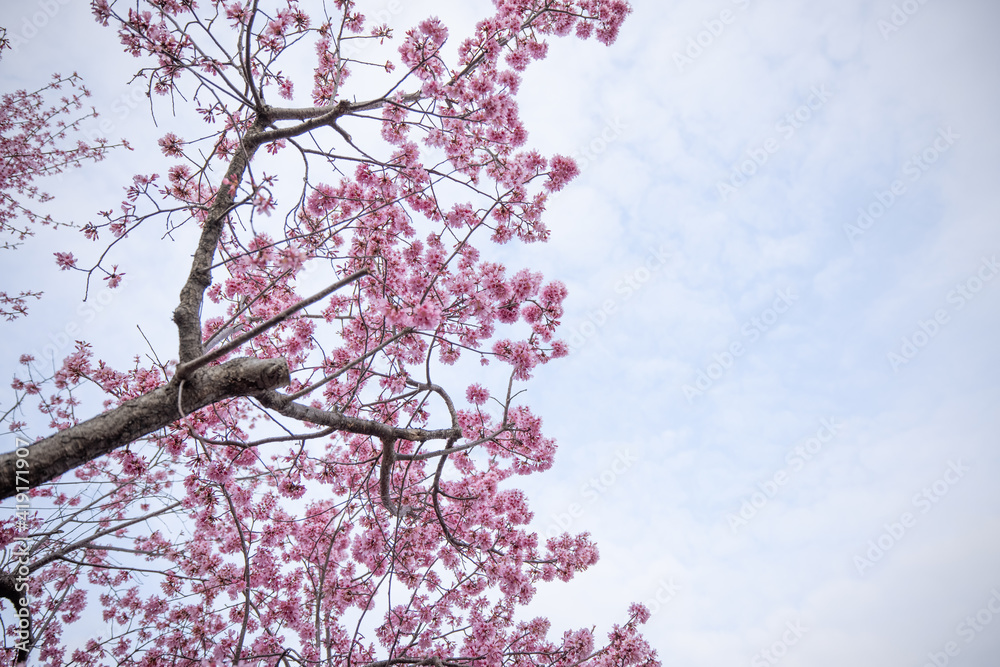 桜と曇り