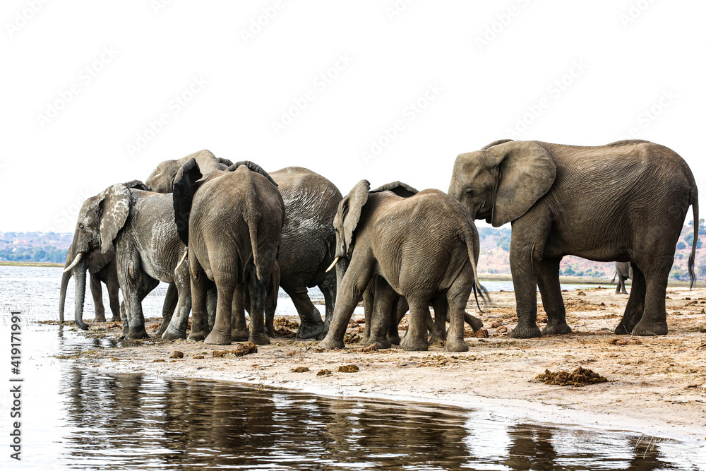 Fototapeta premium elephants walking in the water