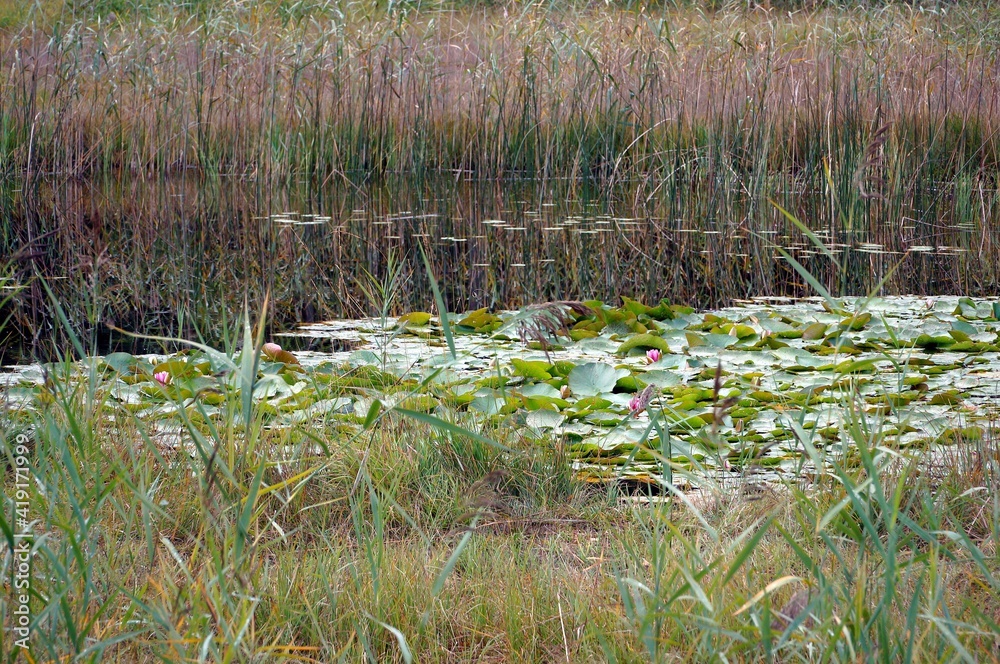 flowers in the water, flowers in the swamp , water, pond , swamp , grass, nature, lake, river, green, landscape, reed, reflection, plant, marsh, swamp, summer, sky, blue, field, spring, rural, cane flowers in the water, flowers in the swamp , water, pond , swamp , grass, nature, lake, river, green, landscape, reed, reflection, plant, marsh, swamp, summer, sky, blue, field, spring, rural, cane
