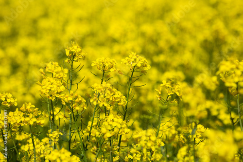 closeup Yellow spring field of canola, rapeseed or rape © bartoshd
