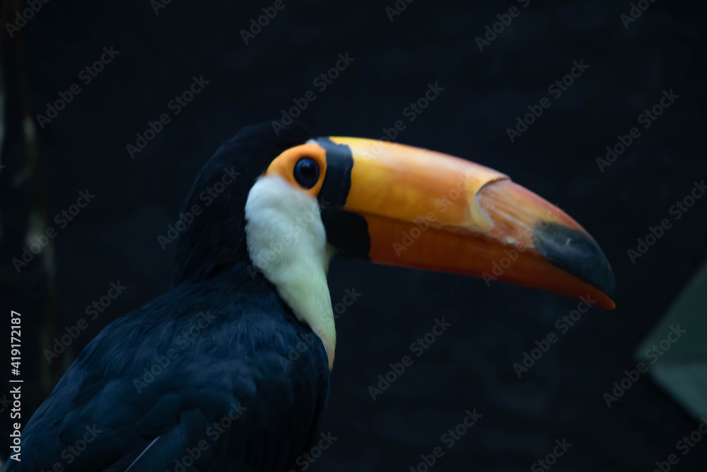 Fototapeta premium A toucan bird with a large bright orange beak sits on a branch. Close-up portrait.