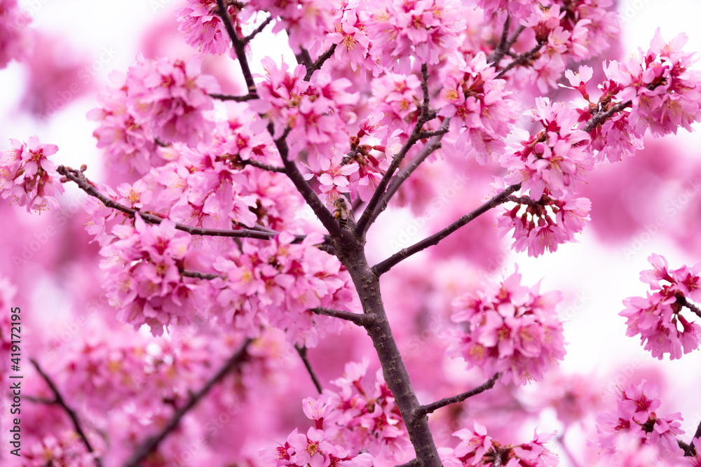 桜の木 桜の木