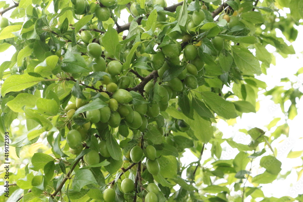 Green fruits ripen on a plum tree in a summer garden