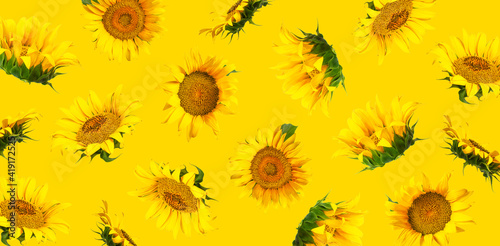 Yellow sunflowers, green leaves on yellow background Flat lay pattern. Beautiful sunflowers floral card. Harvest time, agriculture, farming. Creative background with Sunflower. Template for design