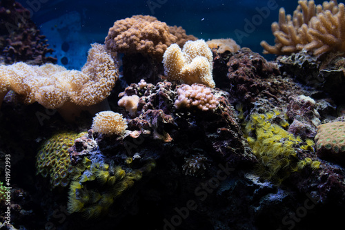 Tropical Exotic Aquarium fish close-up.
