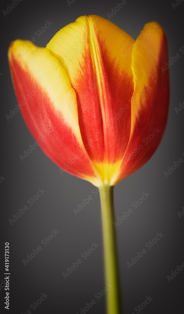 Tulip in colour Tulip in colour