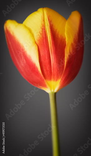 Tulip in colour