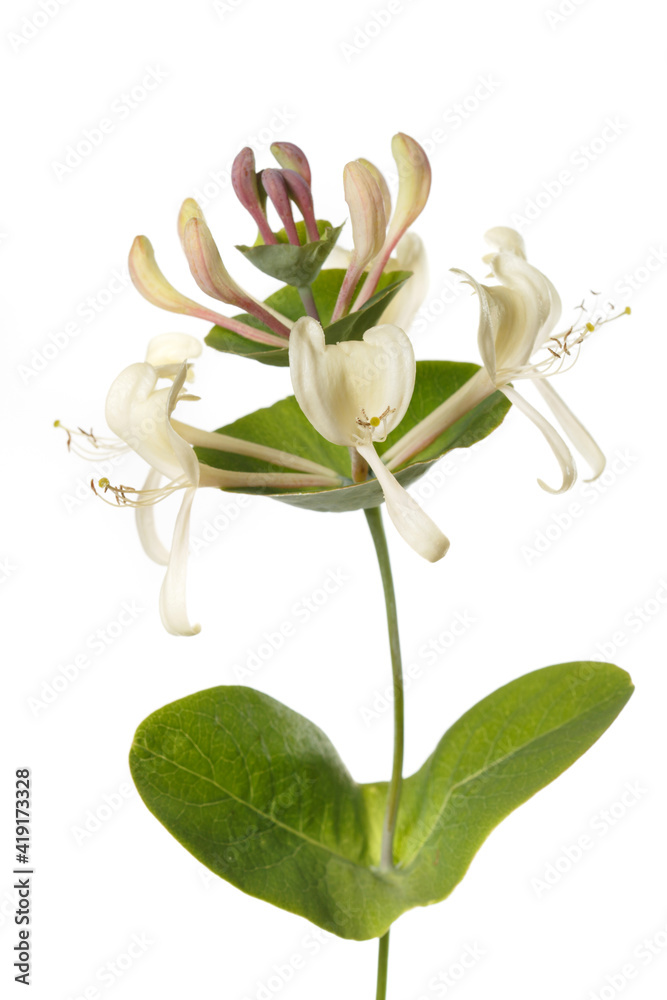 Decorative honeysuckle flower isolated on white background.