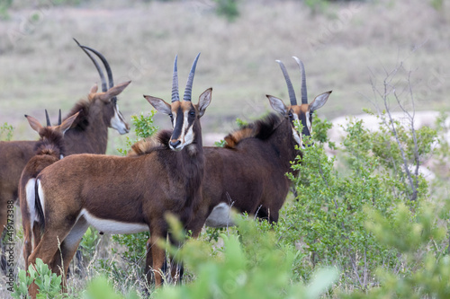 sable in the wild