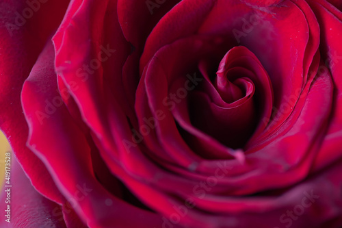 dark red rose flower detail, macro shot for mother's day greeting card or book cover design