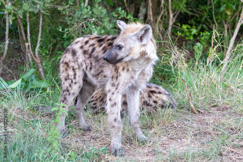hyena in the grass