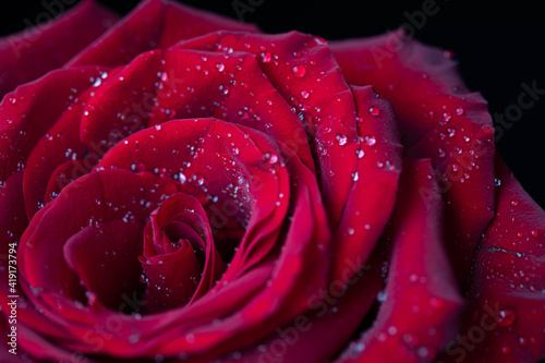dark red rose flower detail with droplets  macro shot for mother s day greeting card or book cover design