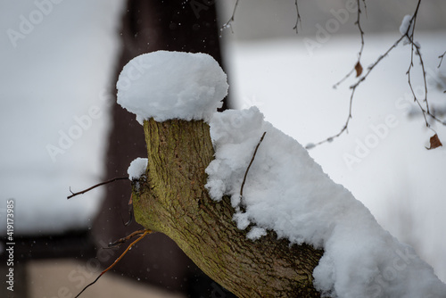 Cut tree with snow cap