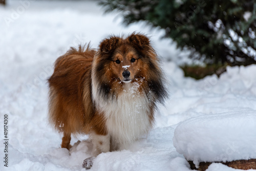 Sheltie in the garden with a snowy snout
