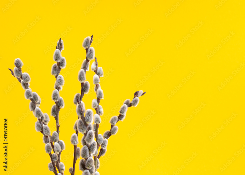 Fototapeta premium Fluffy spring buds on yellow background with copy space on right side. Easter and Spring concept. Flowering process