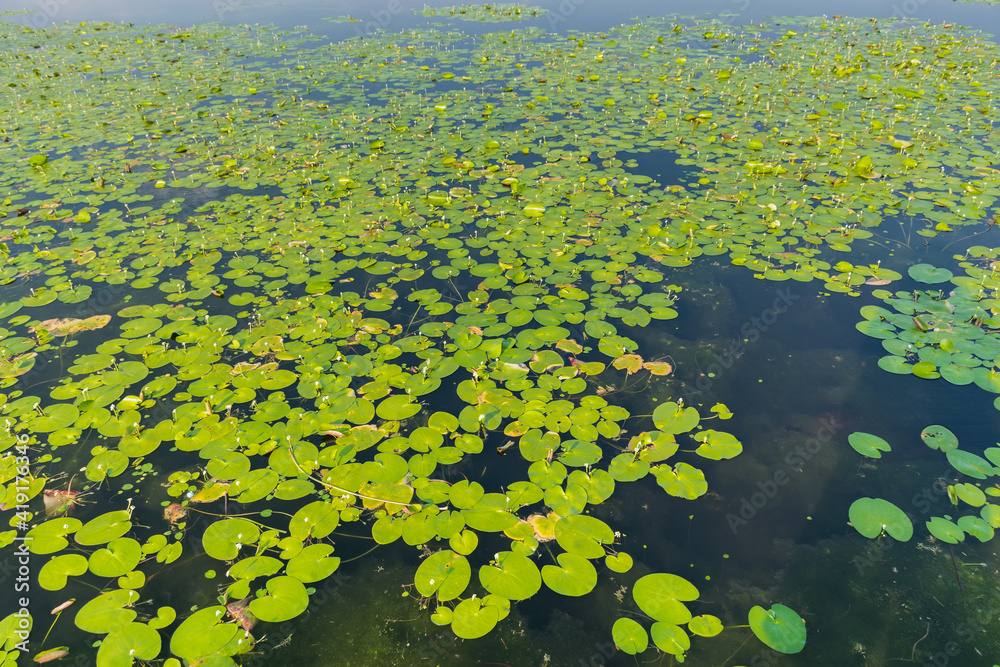 High angle panoramic landscape view of a pond of lotus flowers at Kaas plateau - Valley of Flowers, Satata, Maharashtra, India High angle panoramic landscape view of a pond of lotus flowers at Kaas plateau - Valley of Flowers, Satata, Maharashtra, India