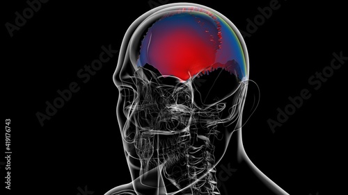 Human Skeleton Skull Parietal Bone Anatomy For Medical Concept