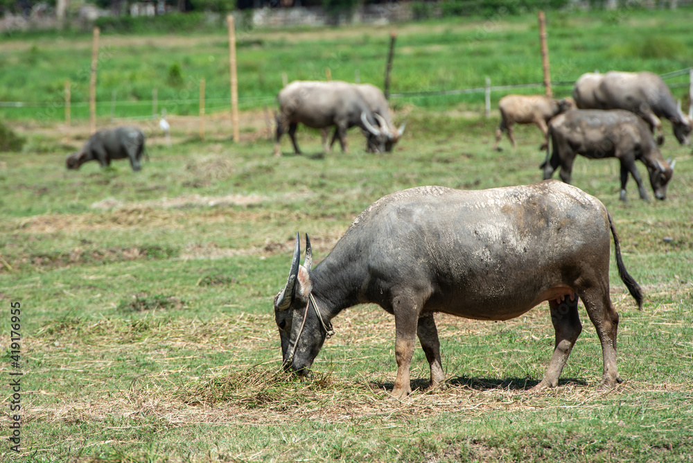 group of buffaloes eating grass in the field group of buffaloes eating grass in the field