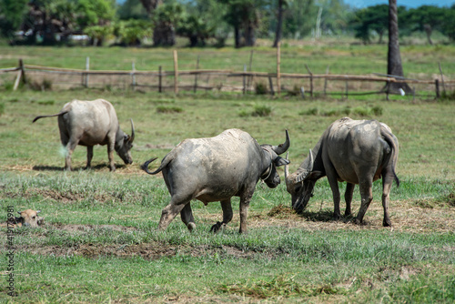 Fototapeta Naklejka Na Ścianę i Meble -  buffaloes life in the field in Northern Thailand in summer
